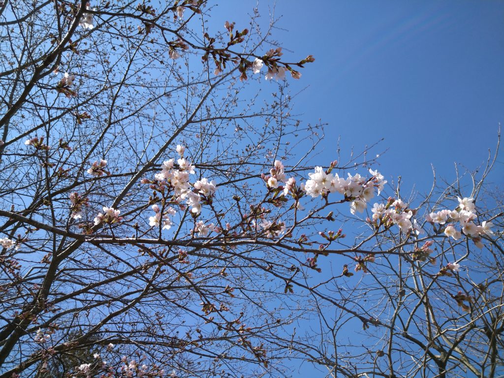 ソメイヨシノ🌸