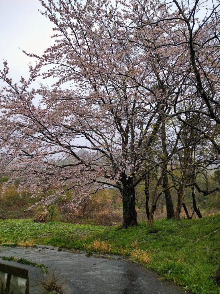 桜満開🌸…雪！！❄️