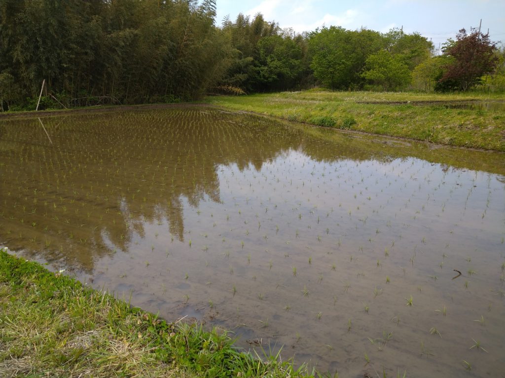 GW間近の村田川