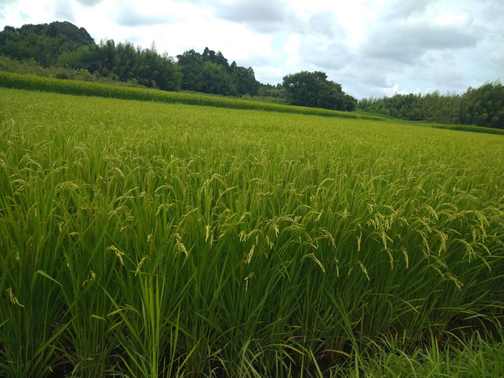 空調服のススメ🌿