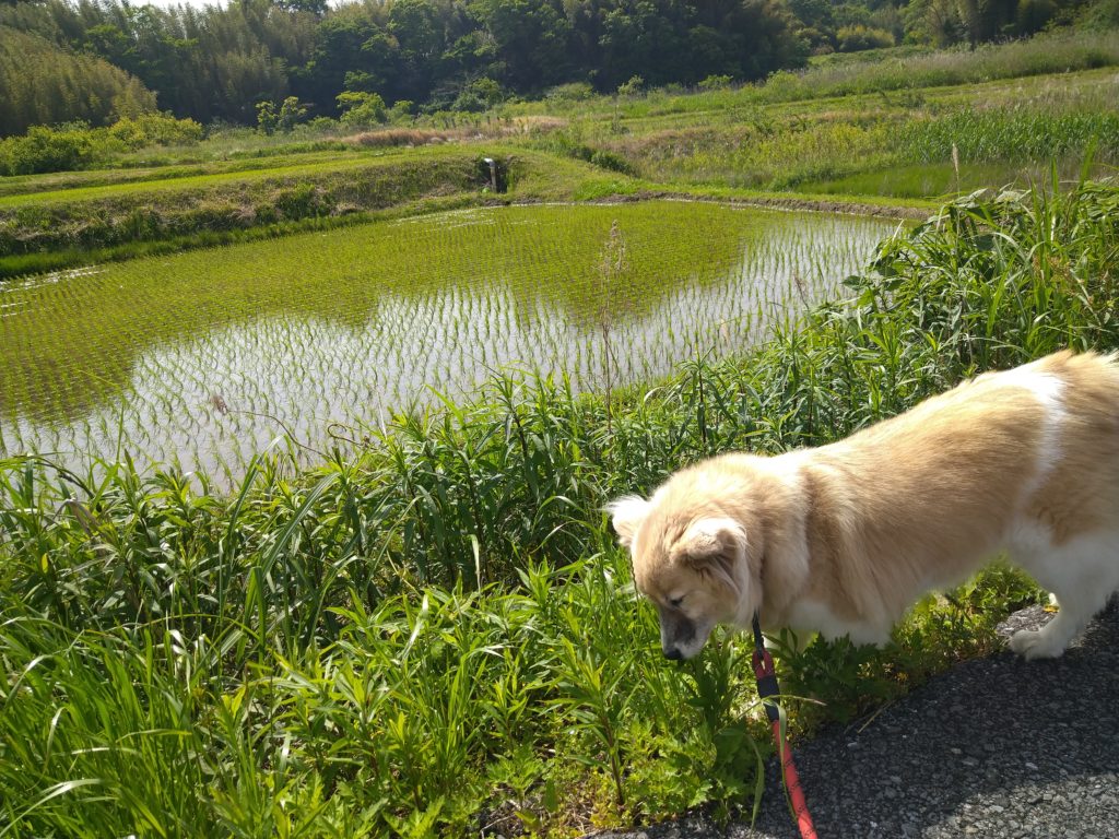 五月晴れ🌿