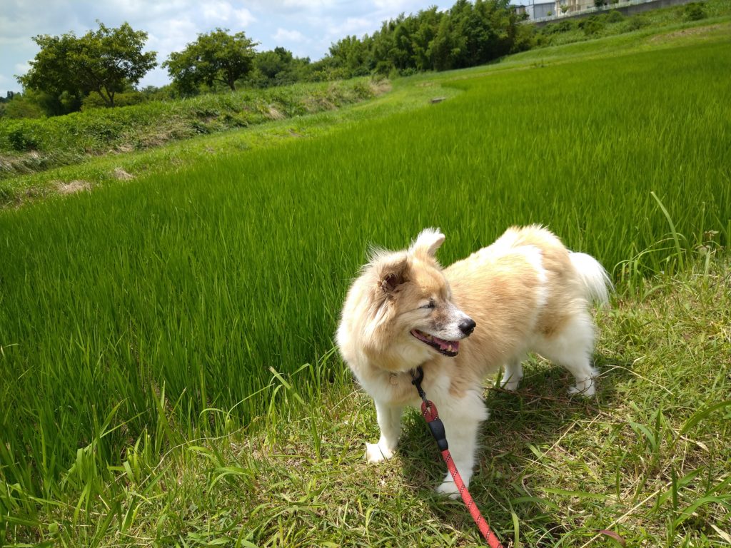 メダカの産卵床✨