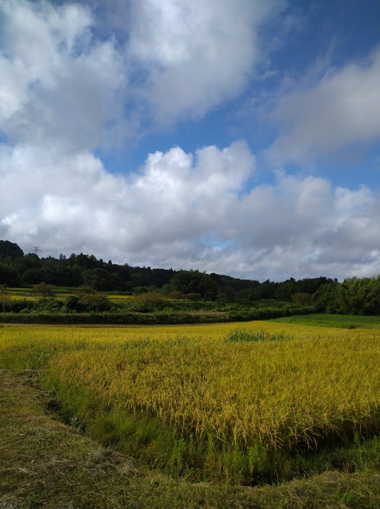 暑かった８月🌻