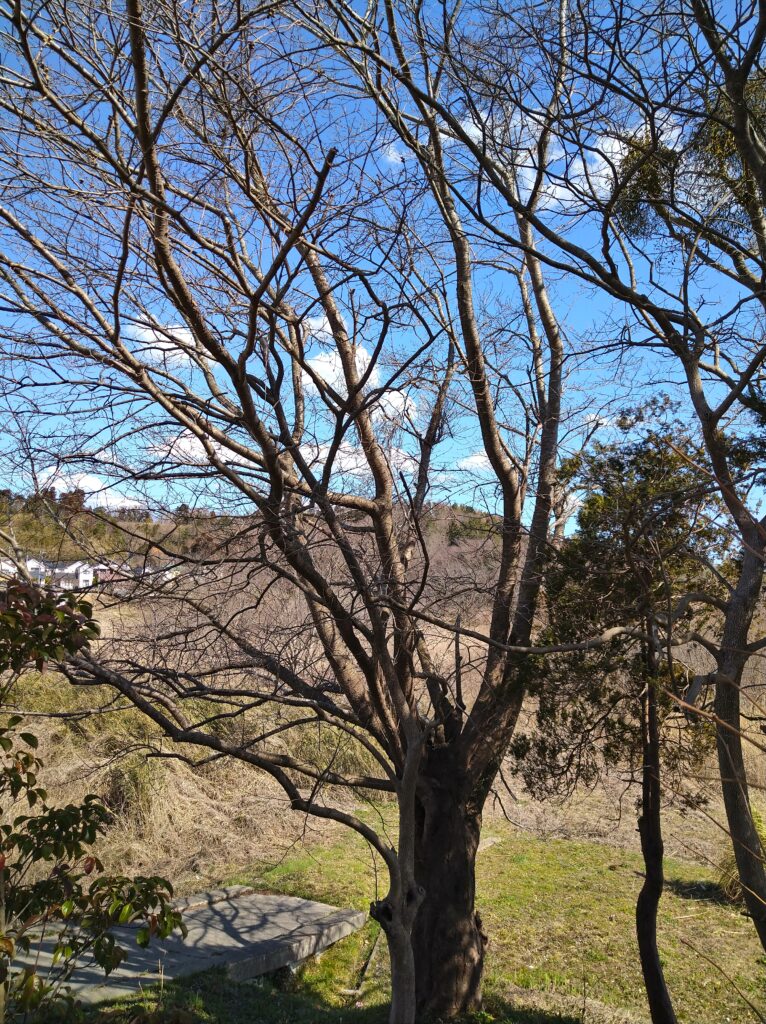 初夏の陽気🌳