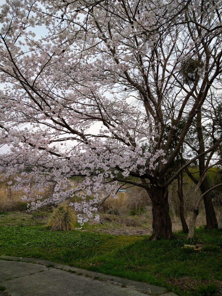 満開🌸