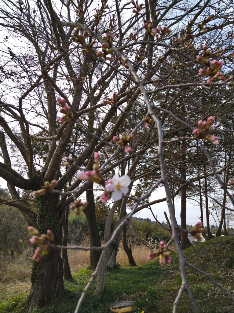 開花🌸