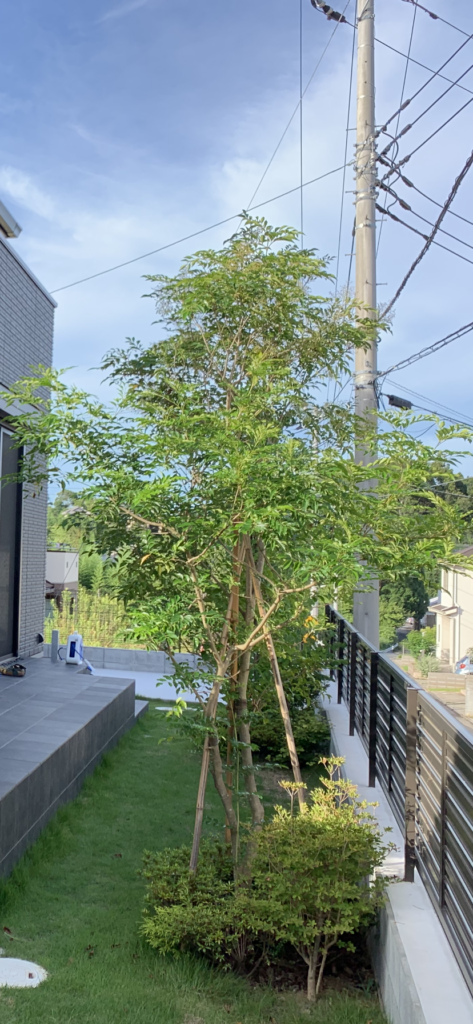 常緑樹(じょうりょくじゅ)でお庭に一年中緑を