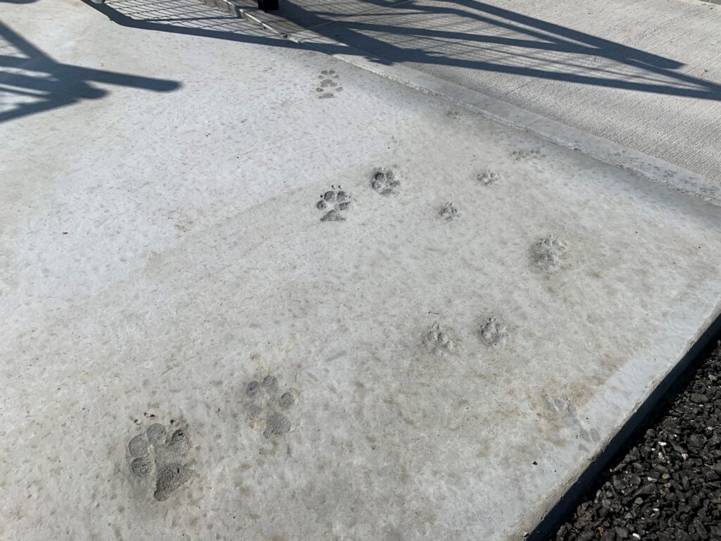 土間コンクリート＆犬の足型